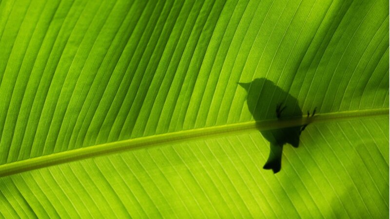 bird shadow on banana leaf
