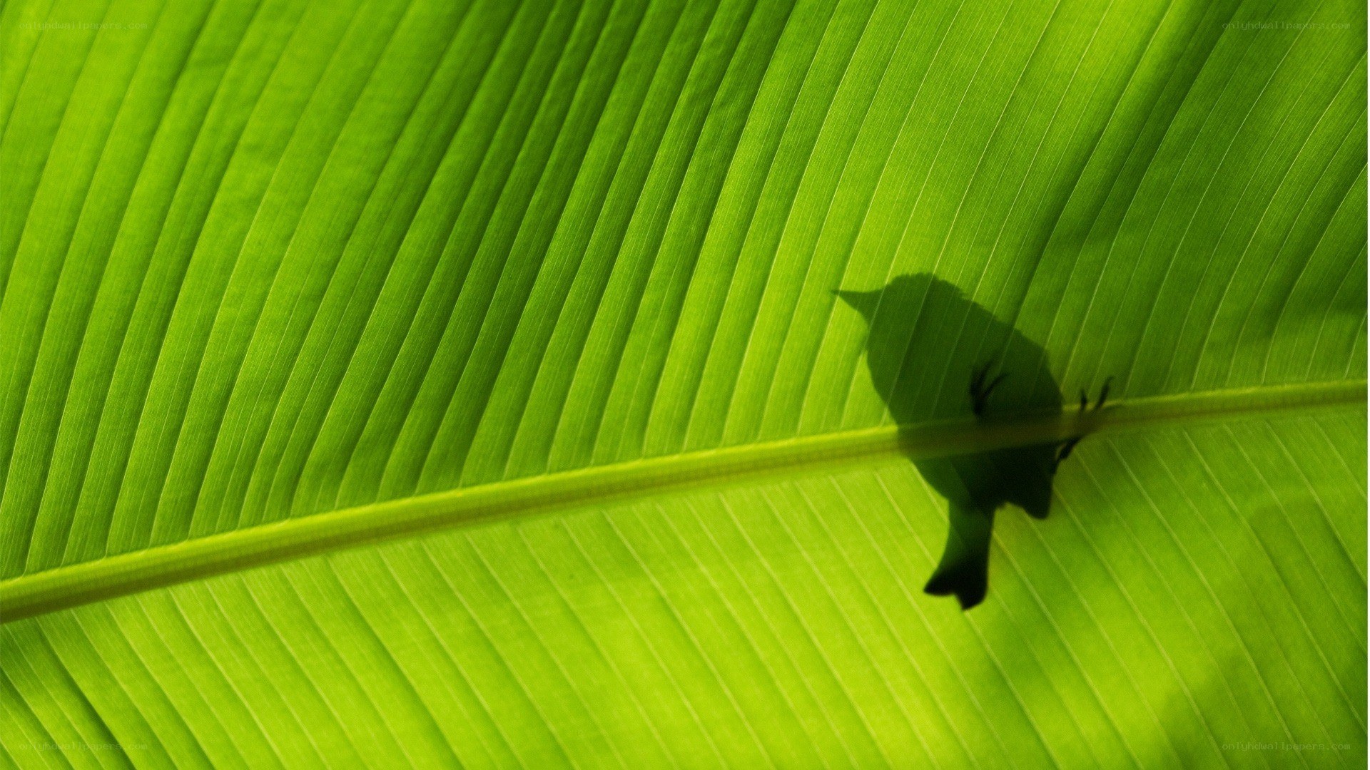bird shadow on banana leaf