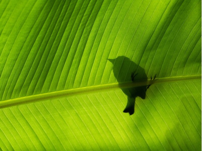 Bird Shadow on Leaf