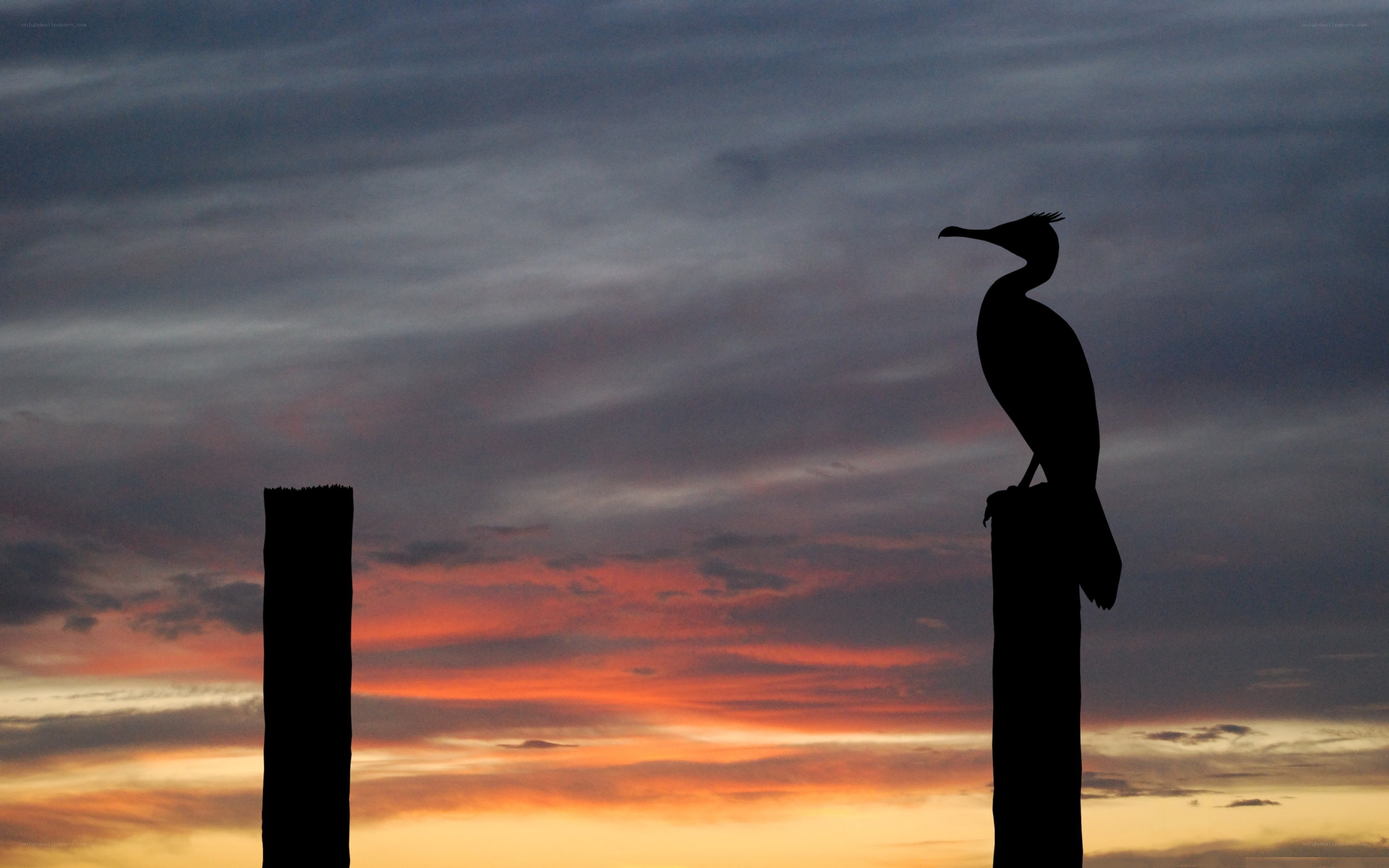 Bird silhouette at sunset