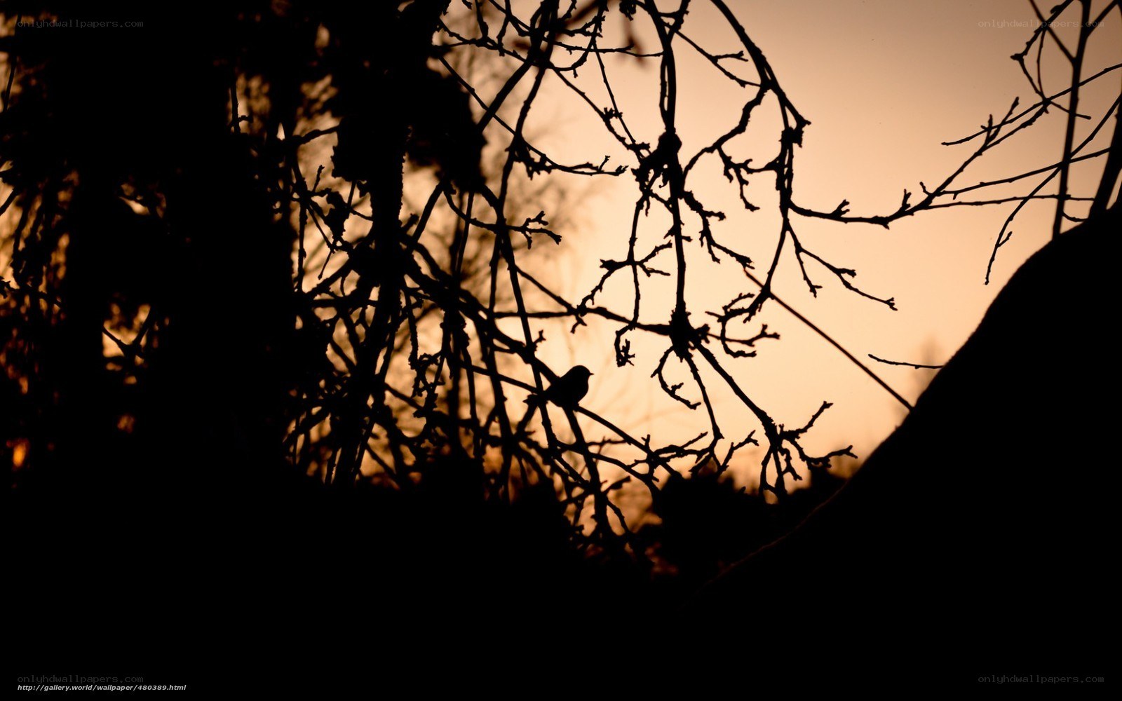 Bird Silhouette at Sunset