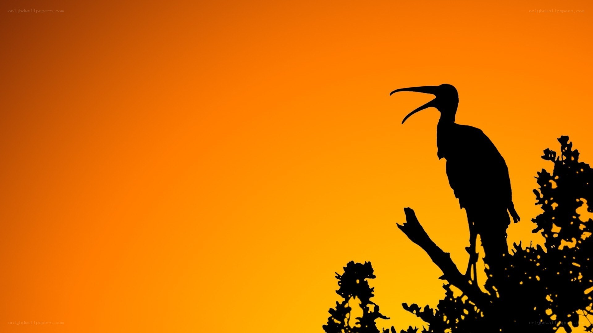 bird silhouette at sunset