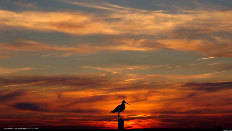 Bird Silhouette at Sunset — Orange