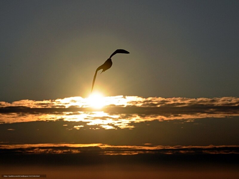 Bird Silhouette at Sunset