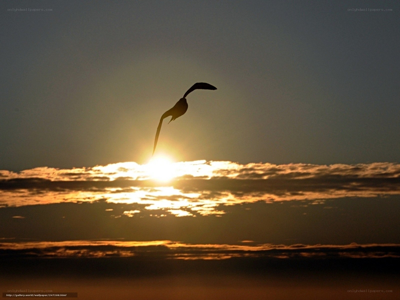 Bird Silhouette at Sunset