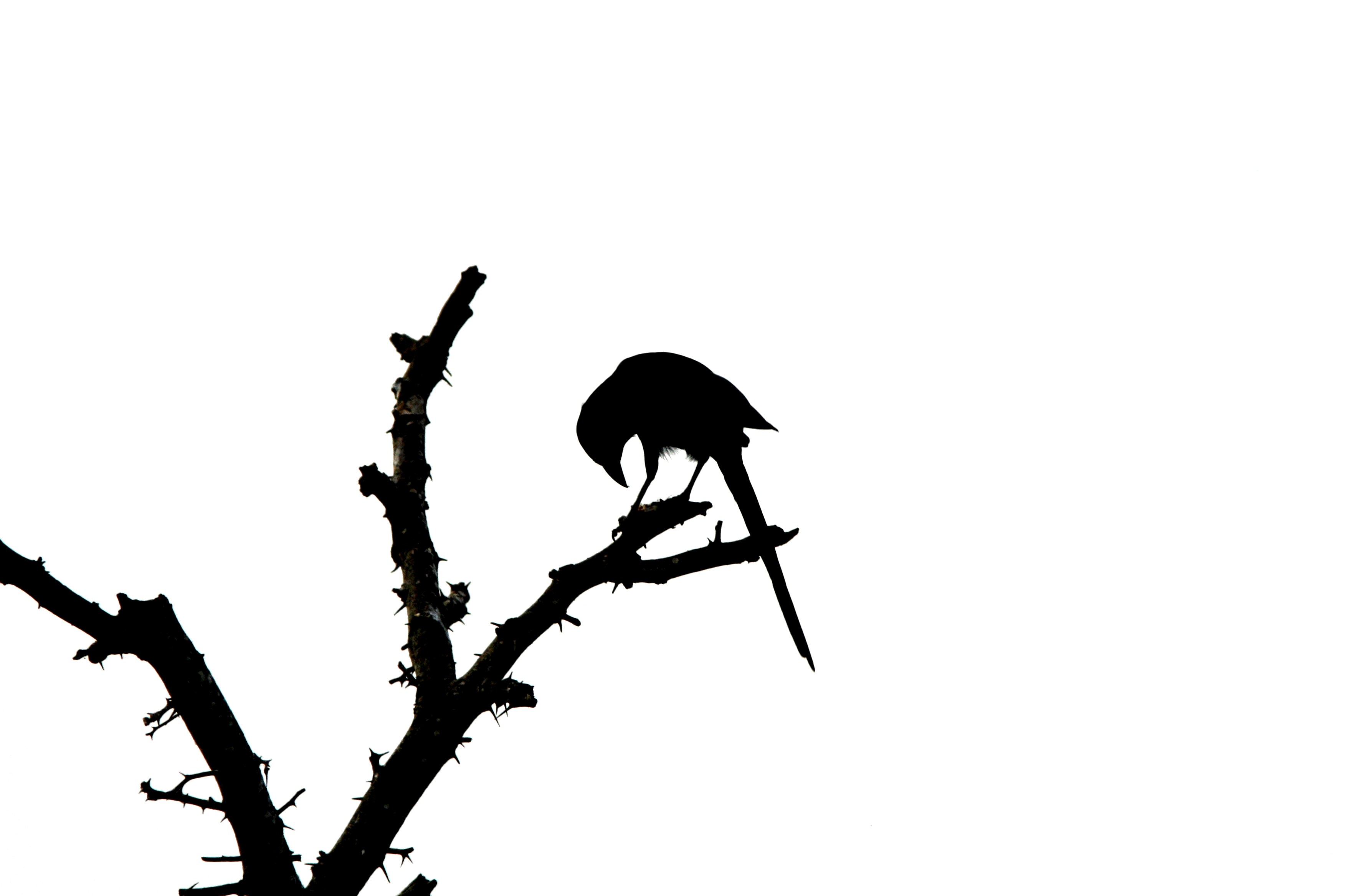 bird silhouette on branch