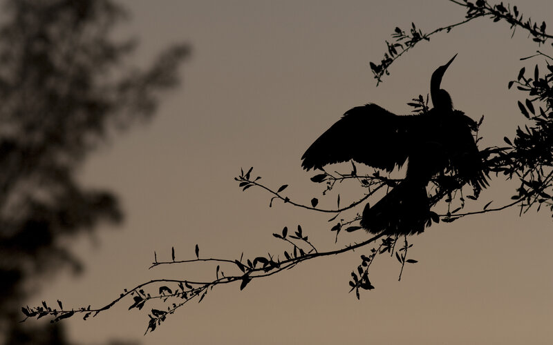bird silhouette on branch
