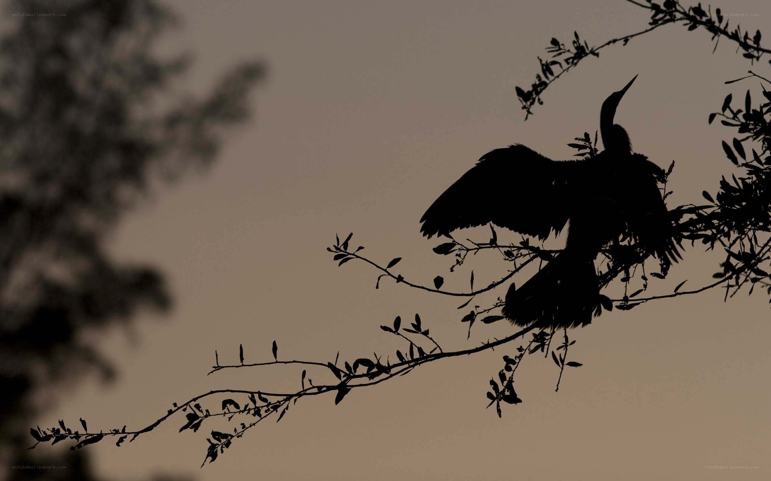 bird silhouette on branch