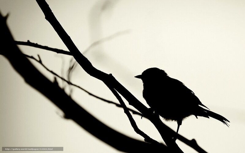 bird silhouette on branch