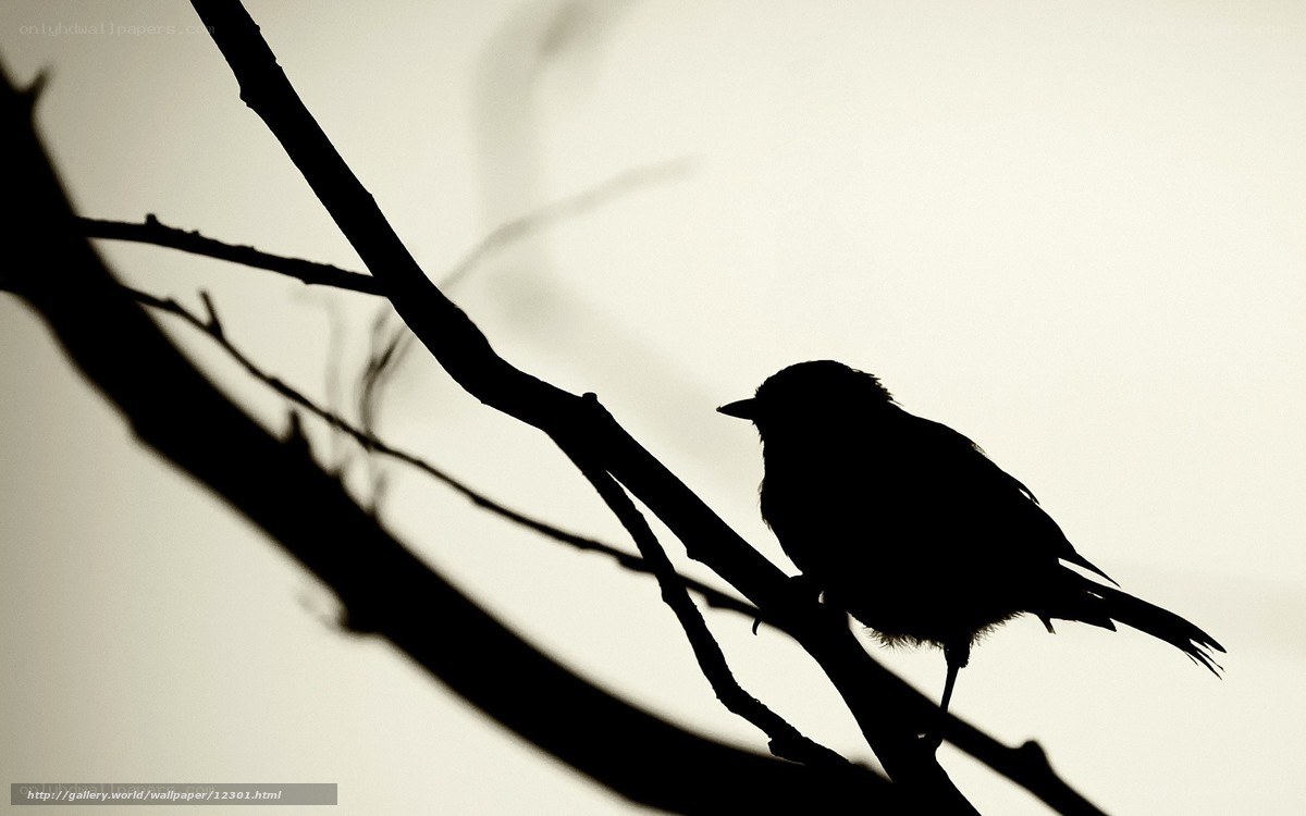 bird silhouette on branch