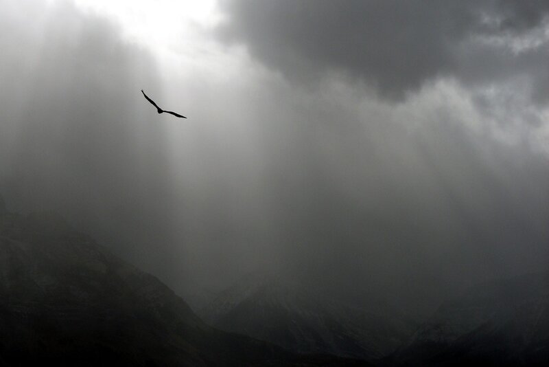 Bird silhouetted against stormy sky