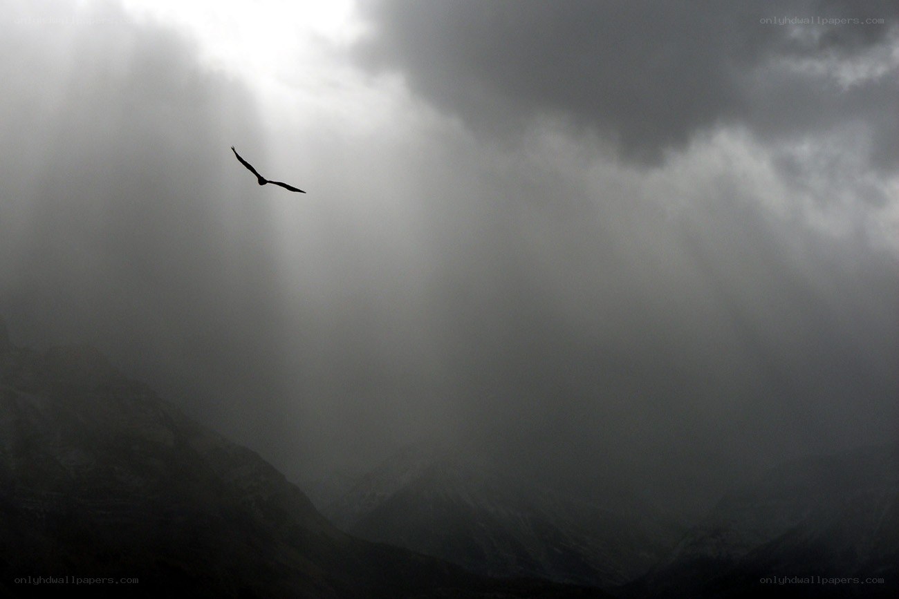 Bird silhouetted against stormy sky
