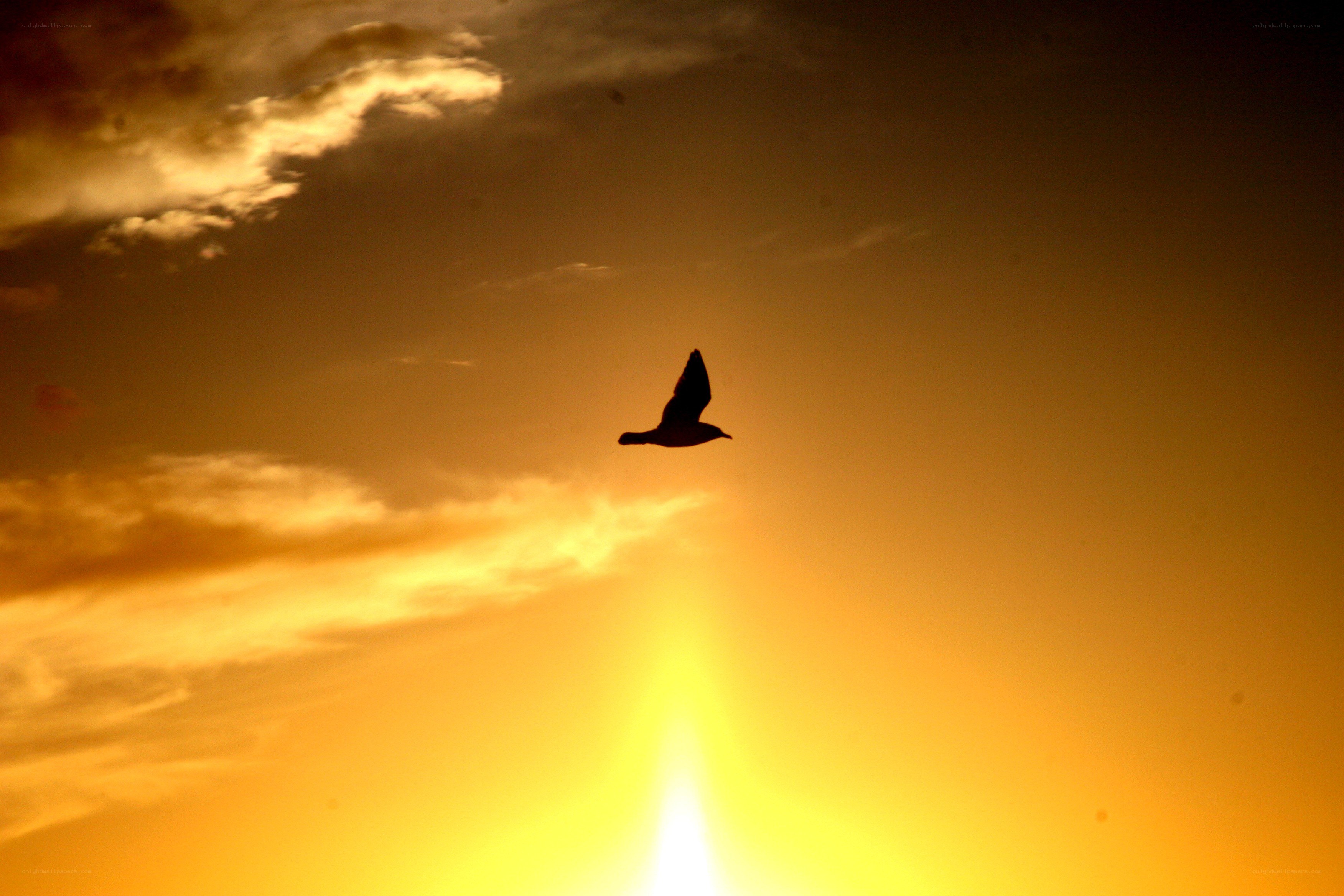 Bird silhouetted against sunset