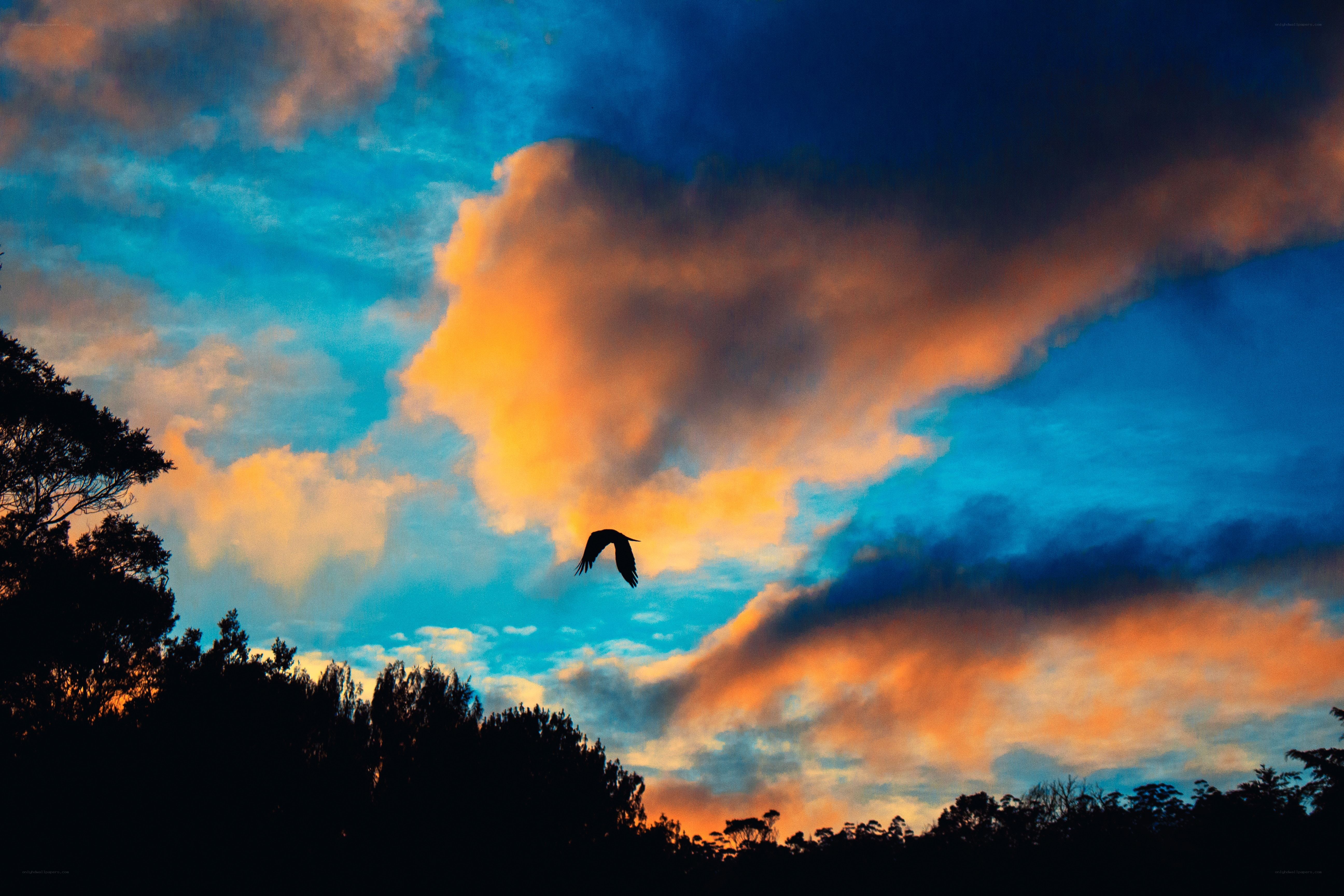 Bird silhouetted against sunset sky