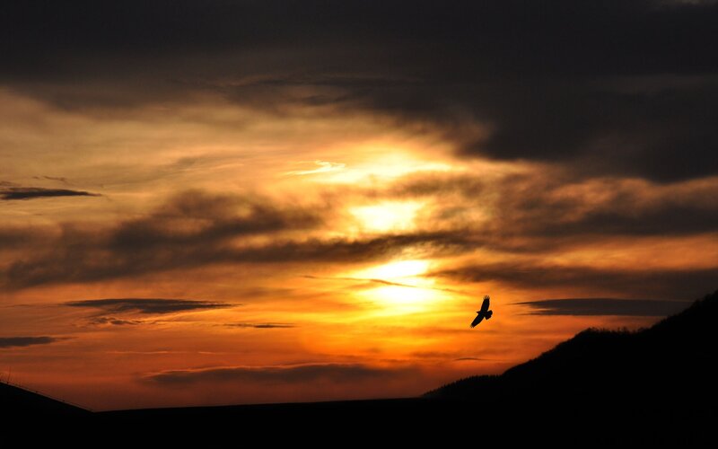 Bird silhouetted against sunset