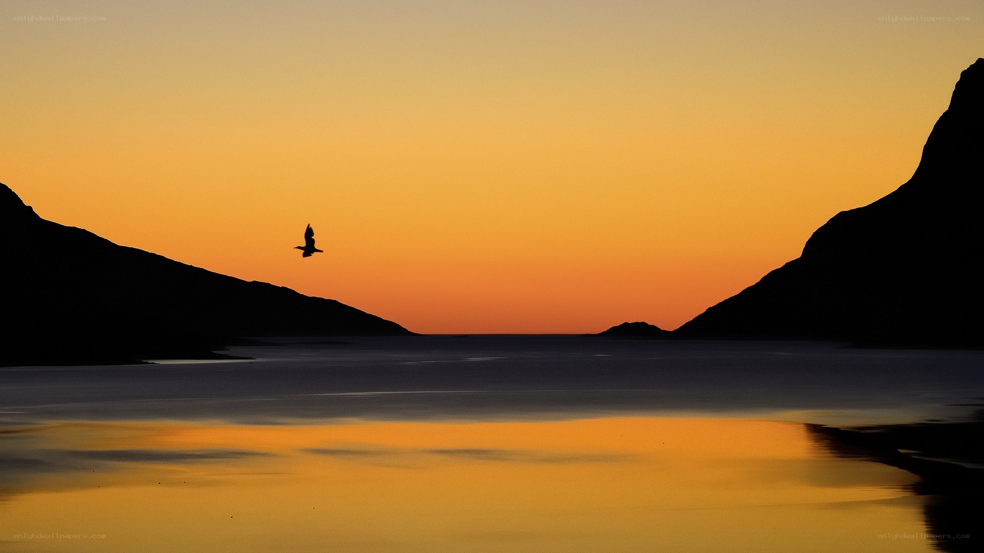 Bird silhouetted at sunset