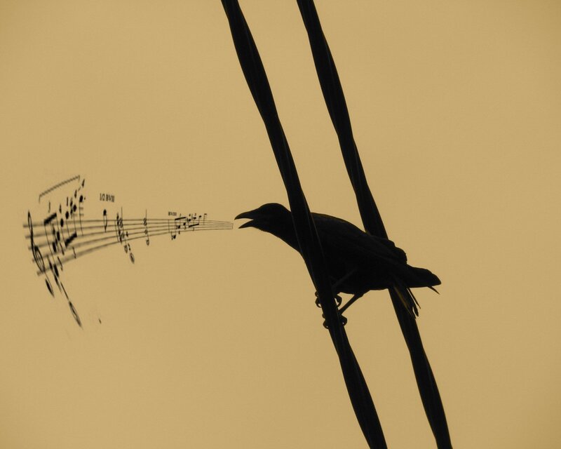 bird singing music notes