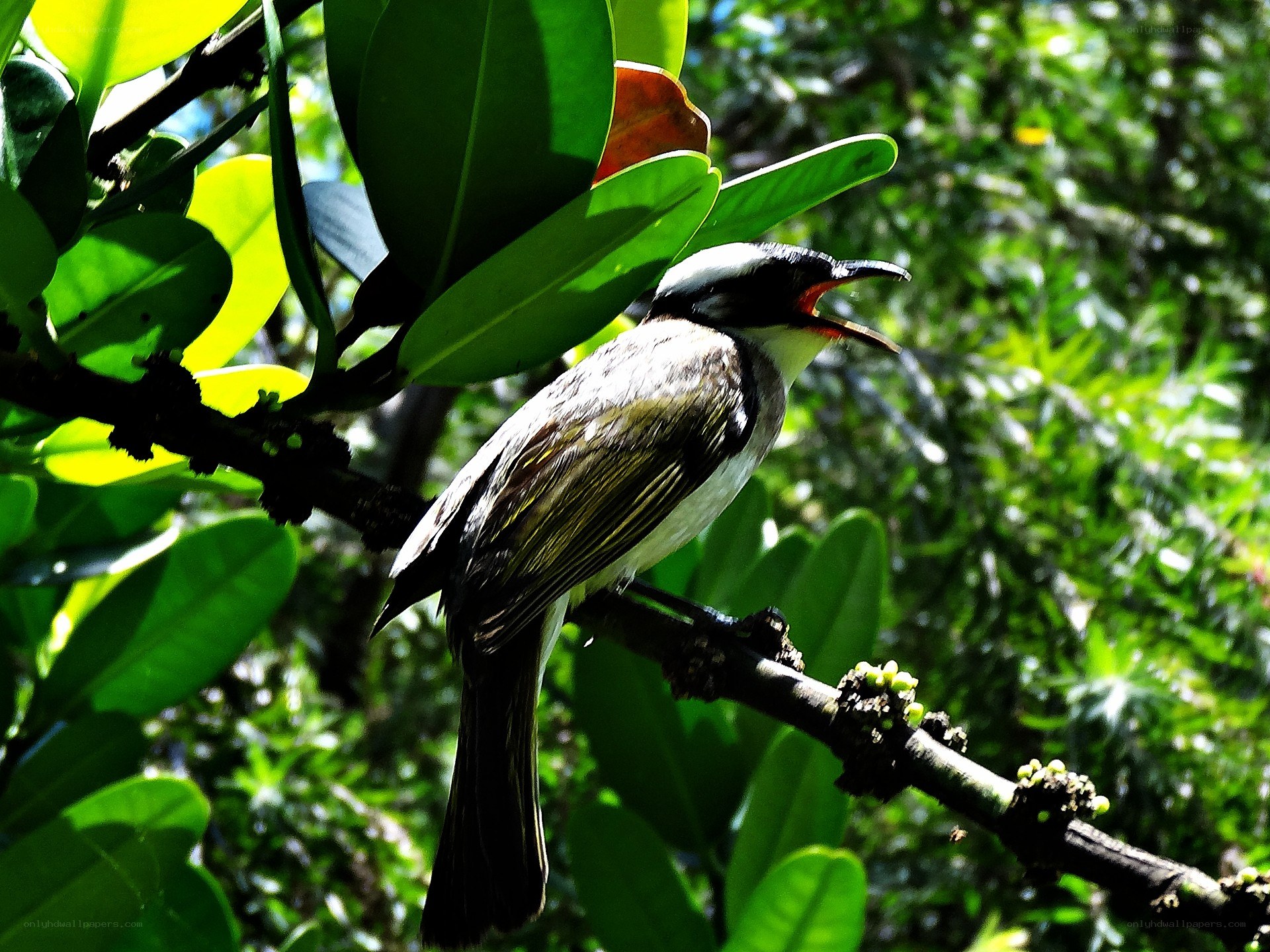 bird singing on a branch