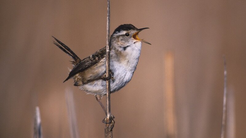 Bird singing on a reed