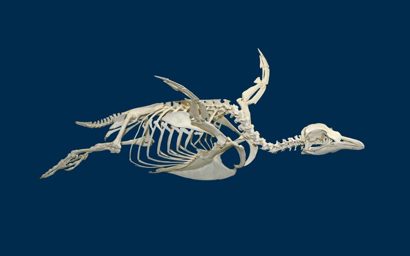 bird skeleton on blue