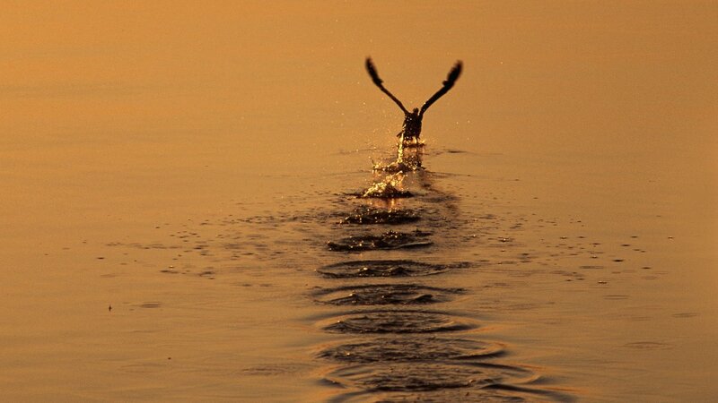 Bird skimming water at sunset
