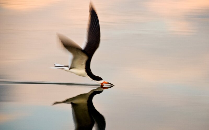bird skimming water surface