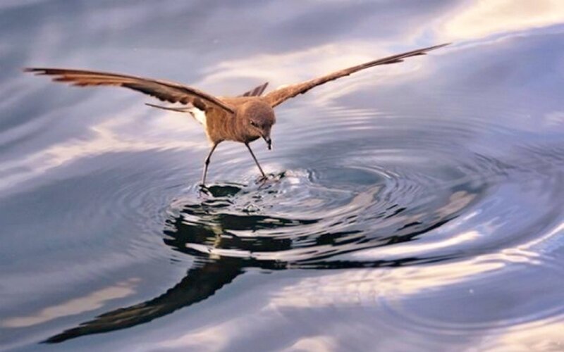 Bird Skimming Water