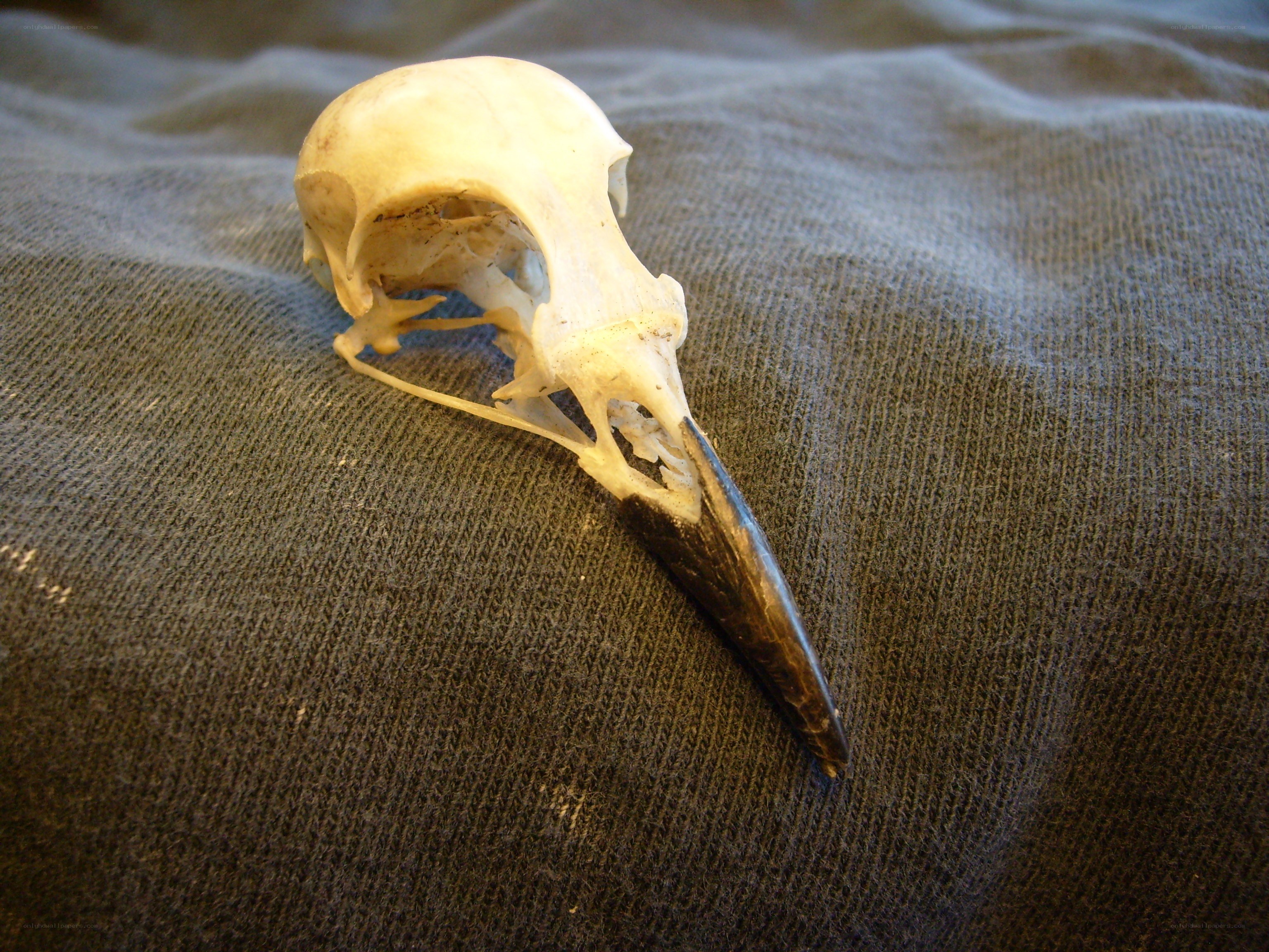 bird skull on fabric