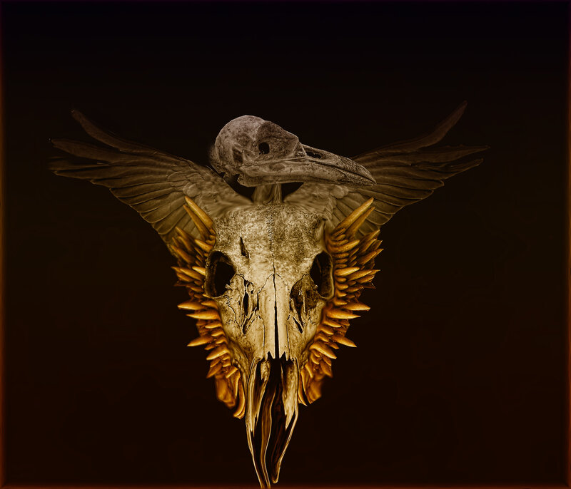Bird Skull with Wings