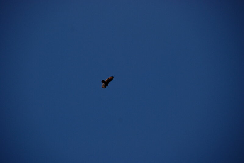 bird soaring in blue sky