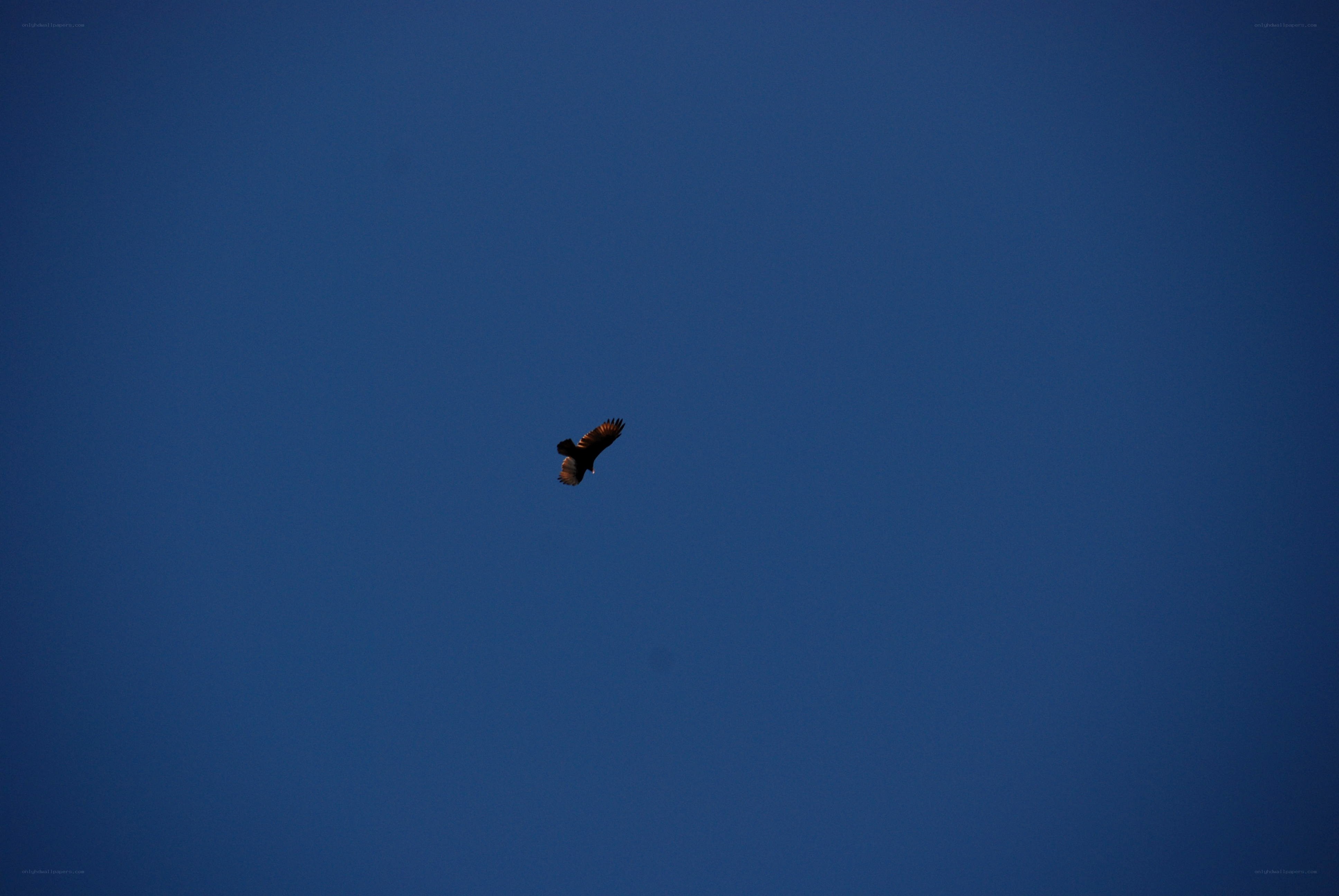 bird soaring in blue sky