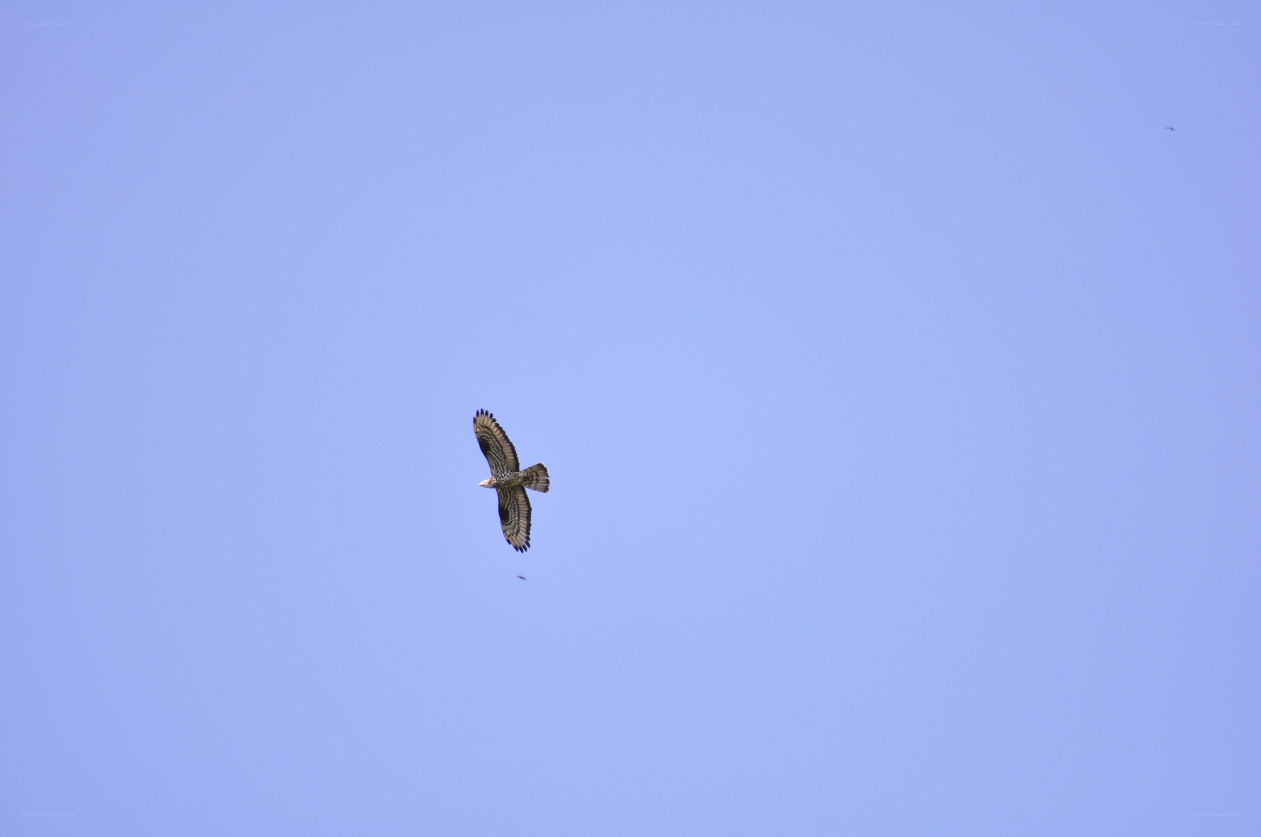 Bird soaring in blue sky
