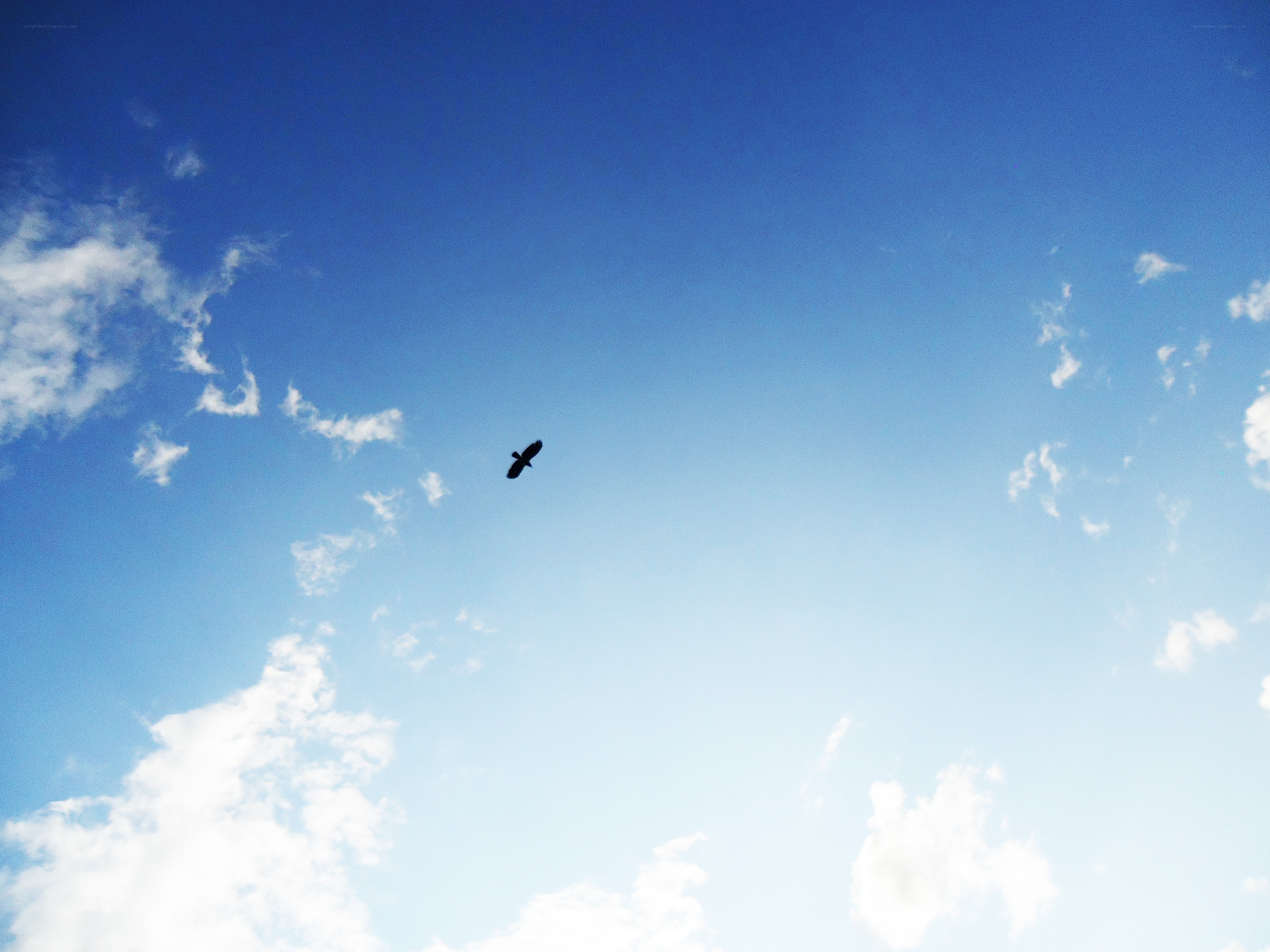 Bird soaring in blue sky