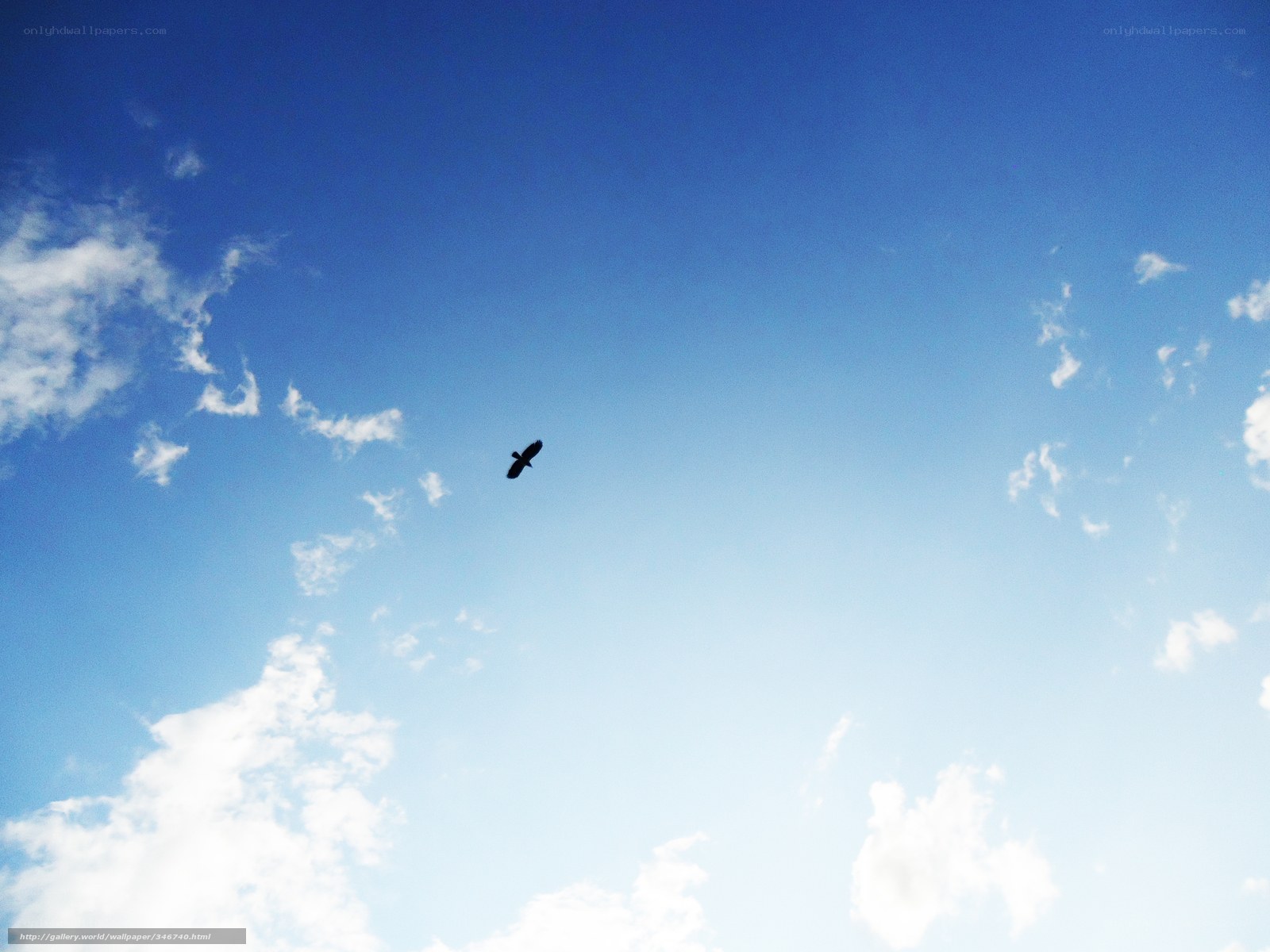 Bird soaring in blue sky