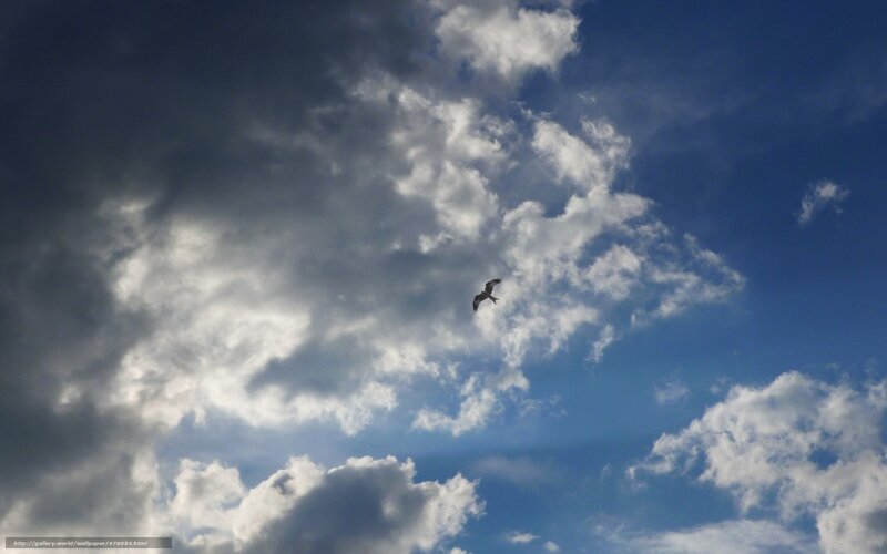 Bird Soaring in Cloudy Sky