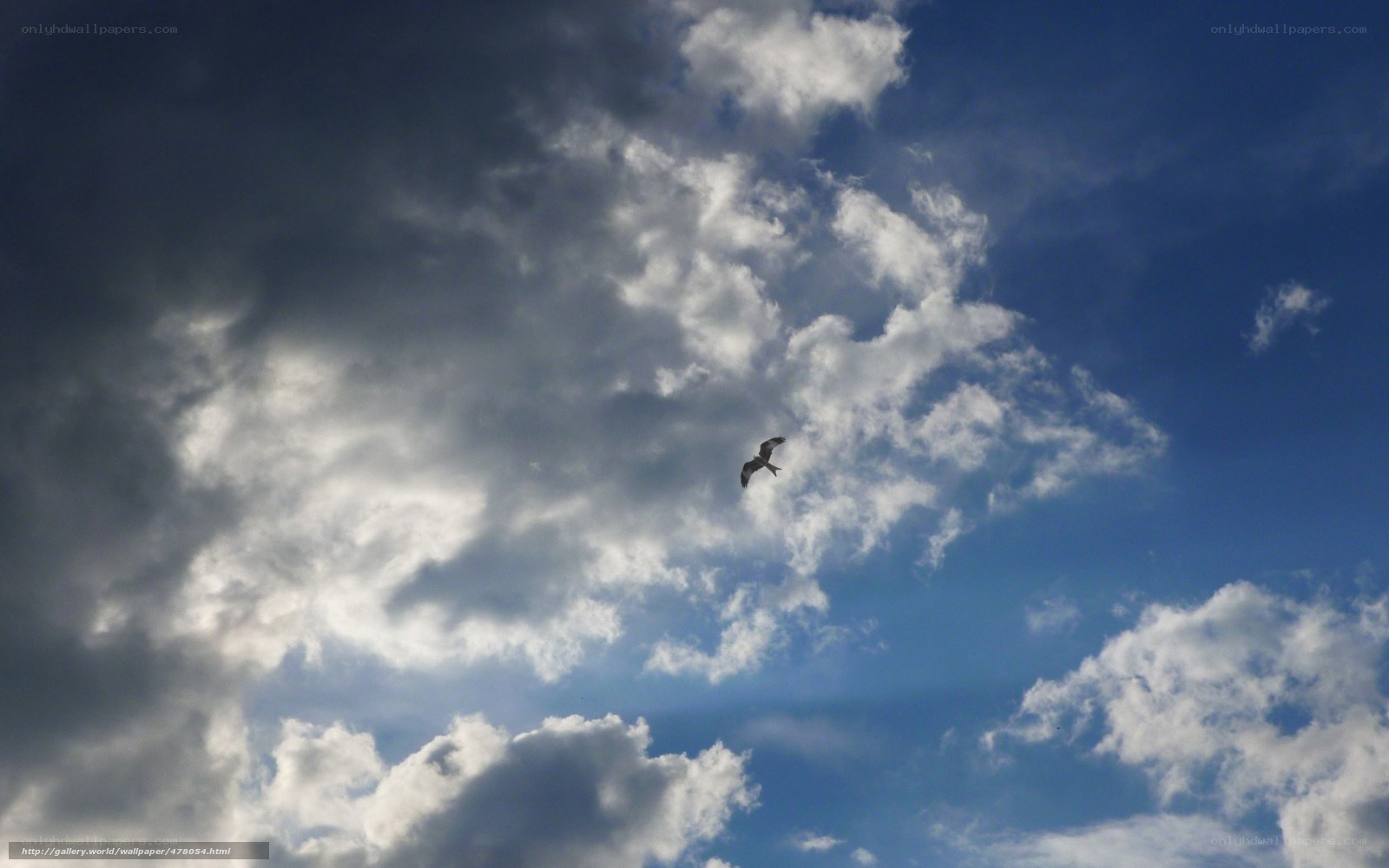 Bird Soaring in Cloudy Sky