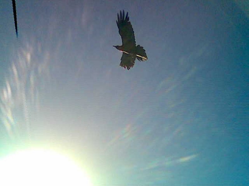 Bird soaring in the sky