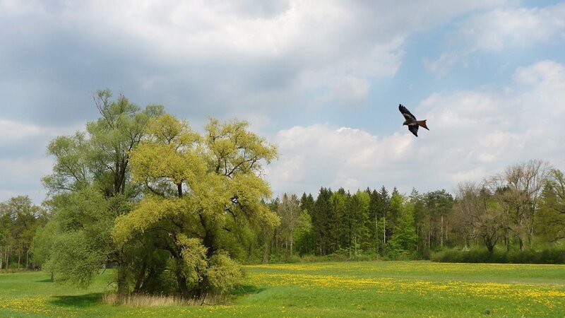 Bird soaring over a meadow