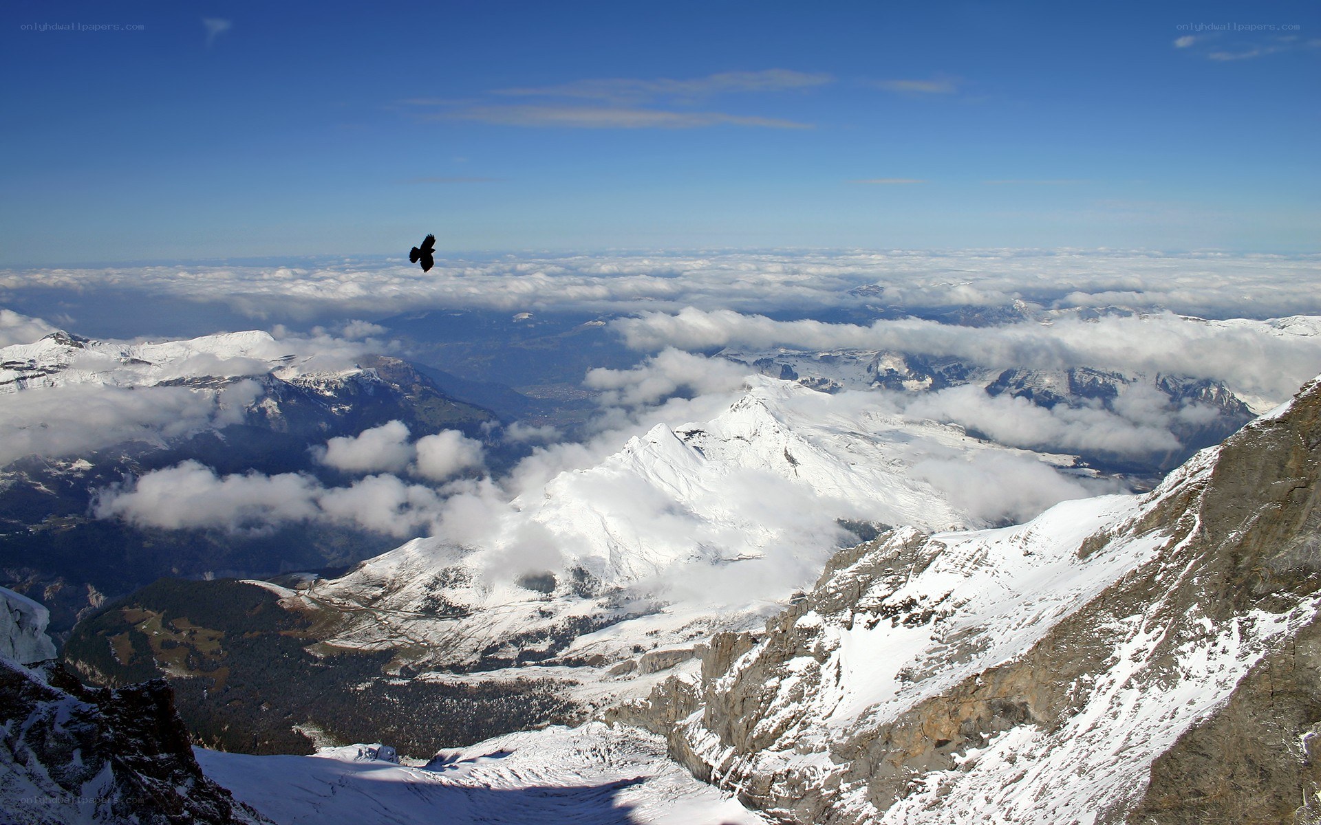 Bird soaring over snowy mountains