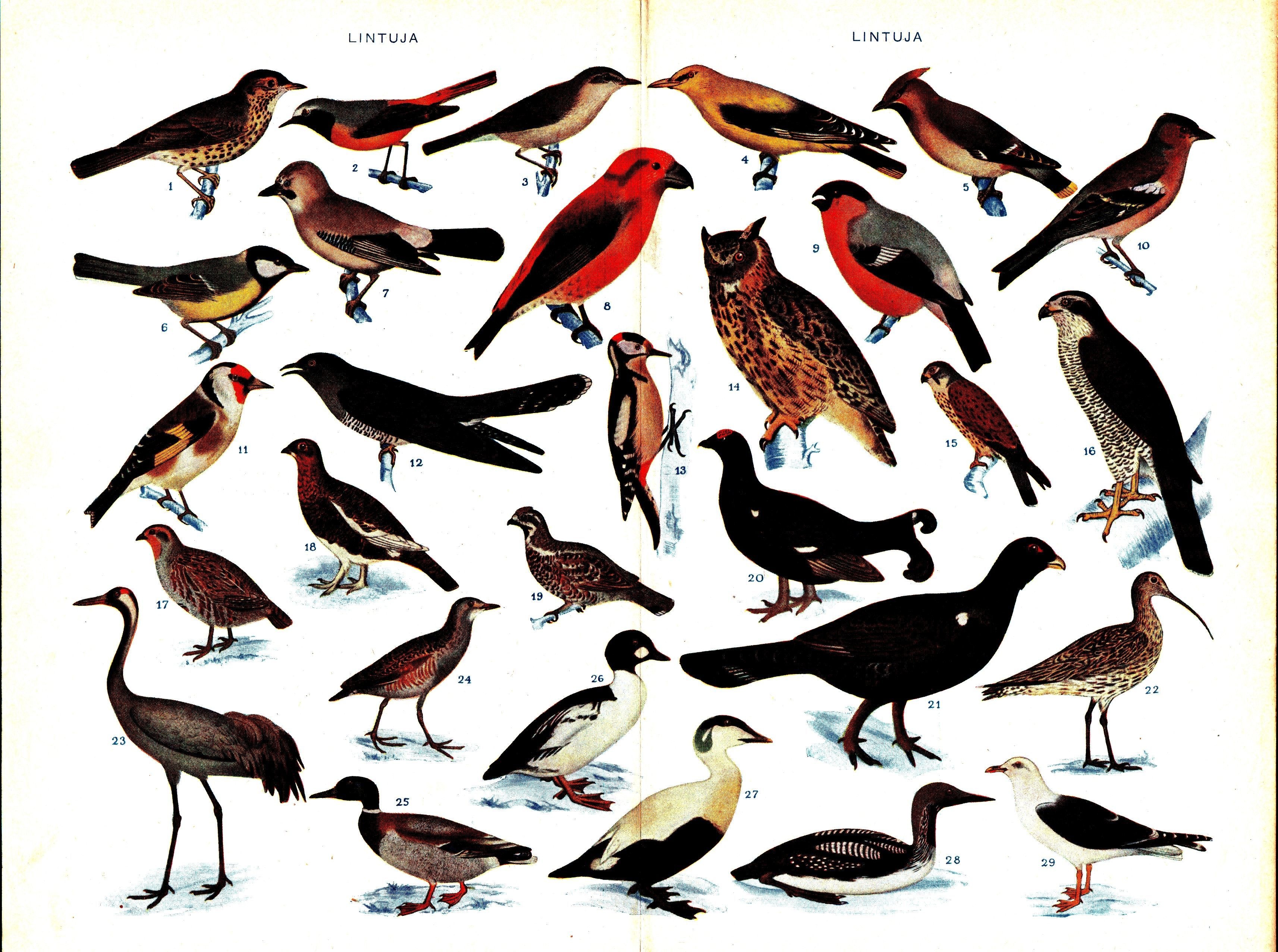 Bird species illustration