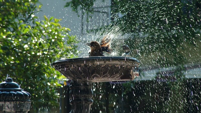 Bird splashing in a fountain