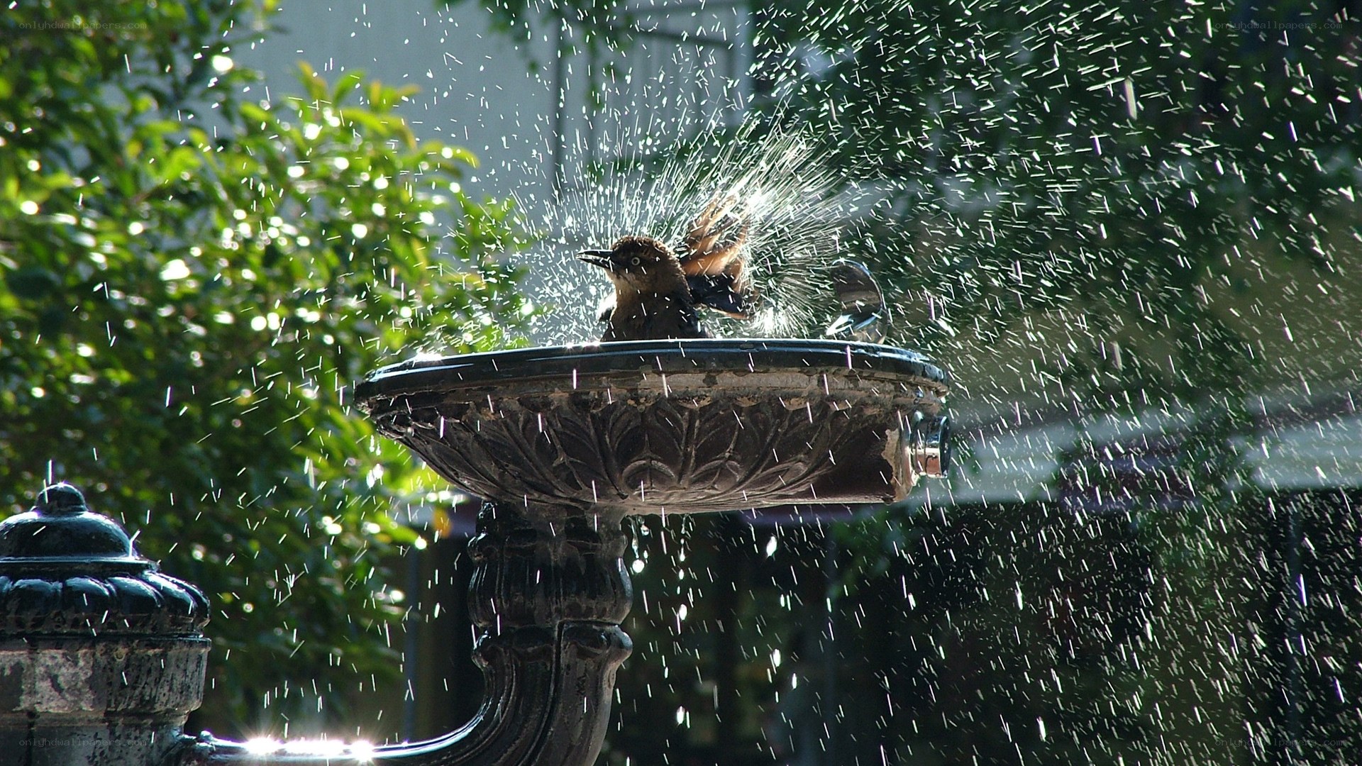 bird splashing in fountain