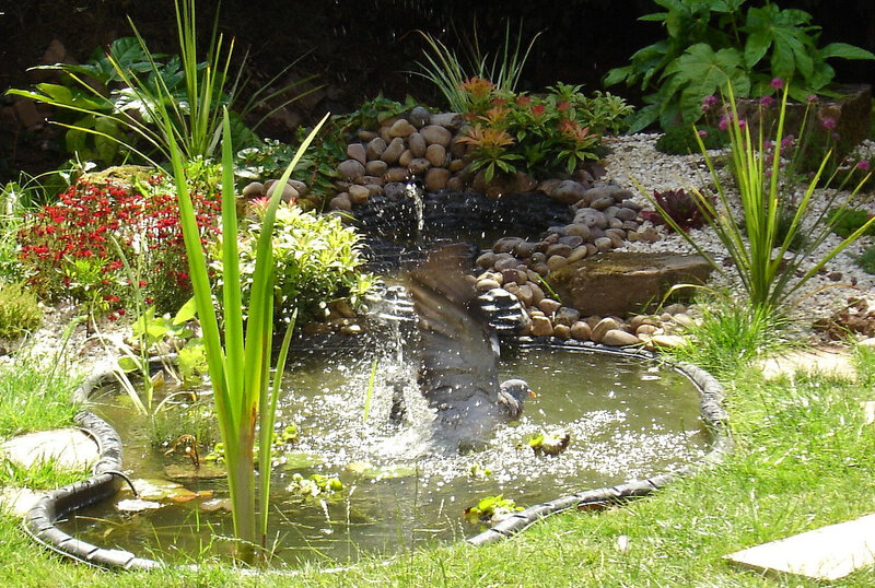 Bird Splashing in Pond — Green