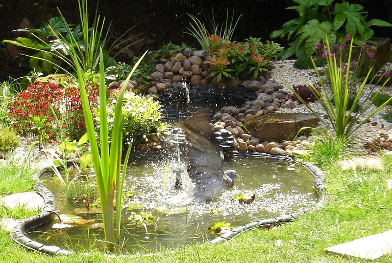 Bird Splashing in Pond
