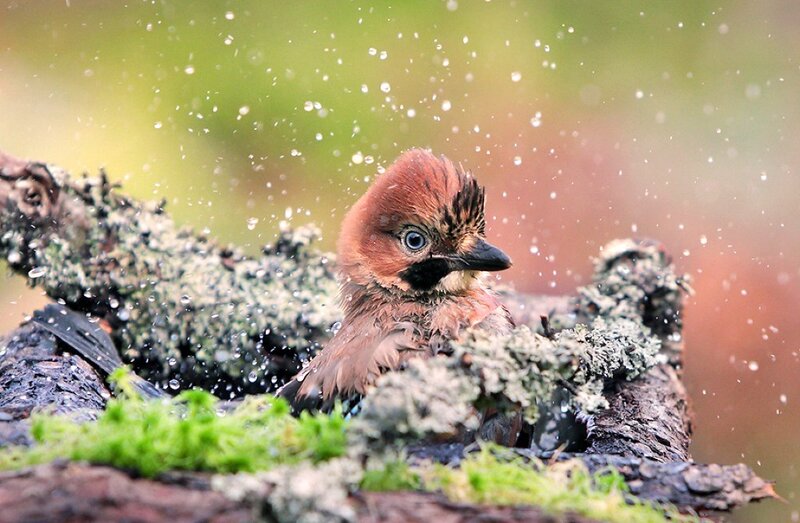 bird splashing in water