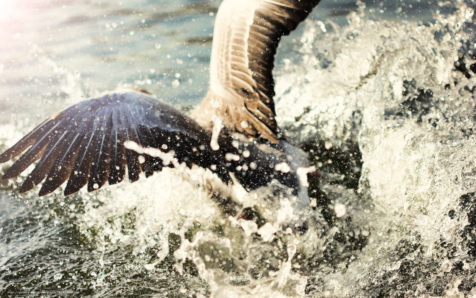 bird splashing in water