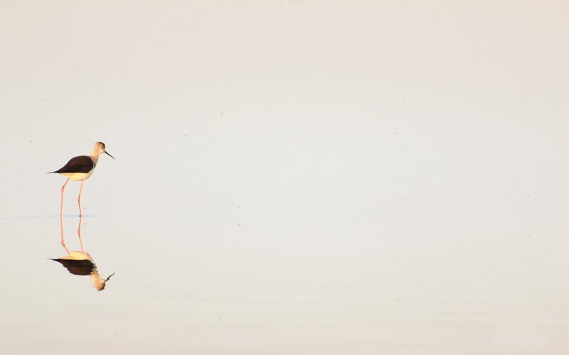 Bird standing in shallow water