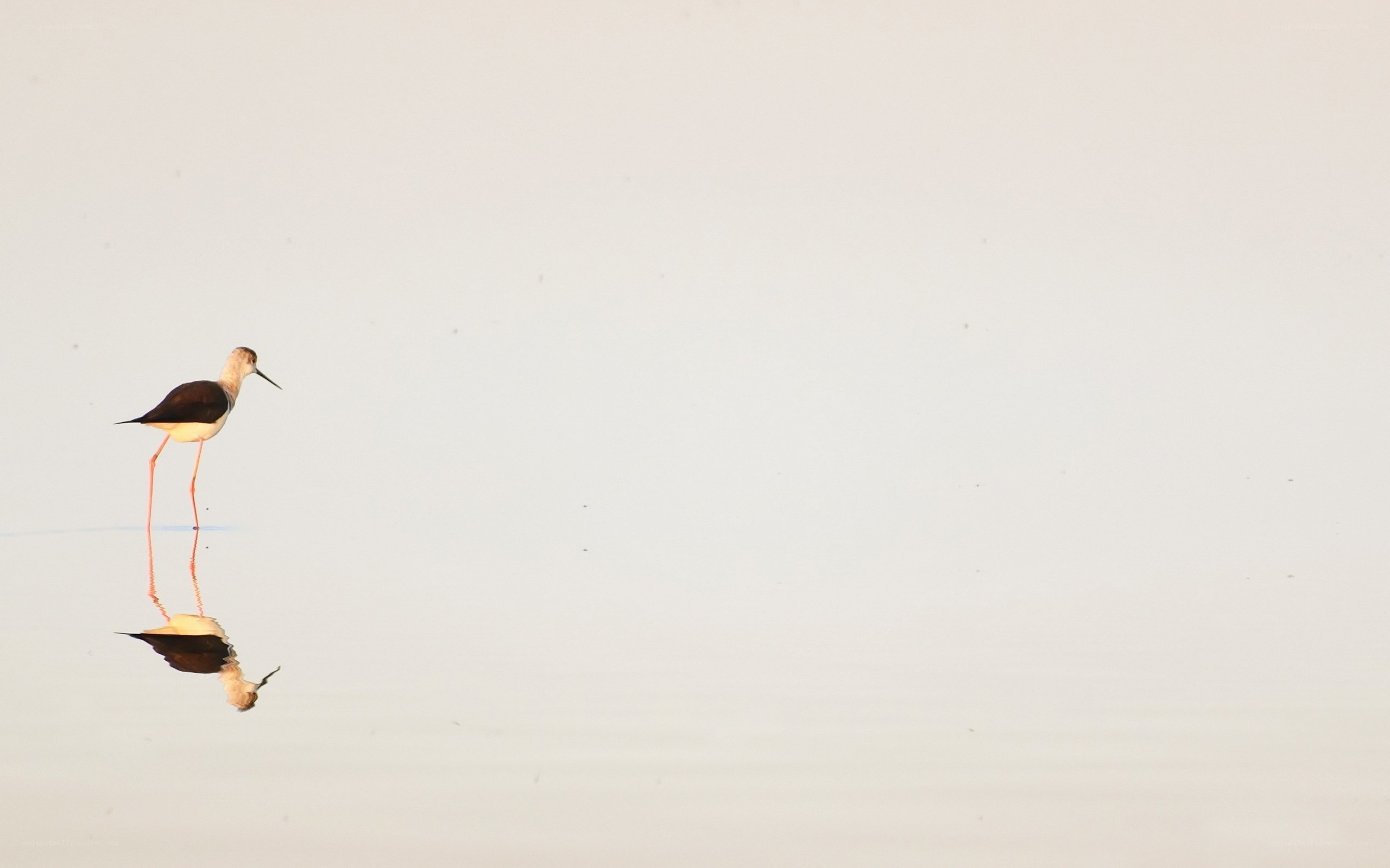 Bird standing in shallow water