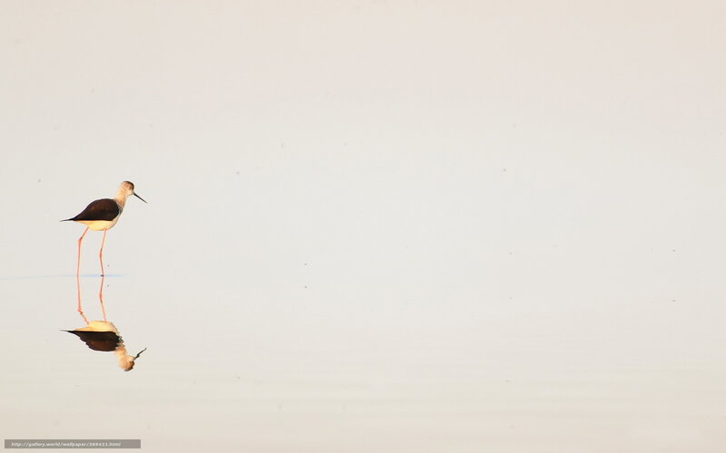 Bird standing in shallow water