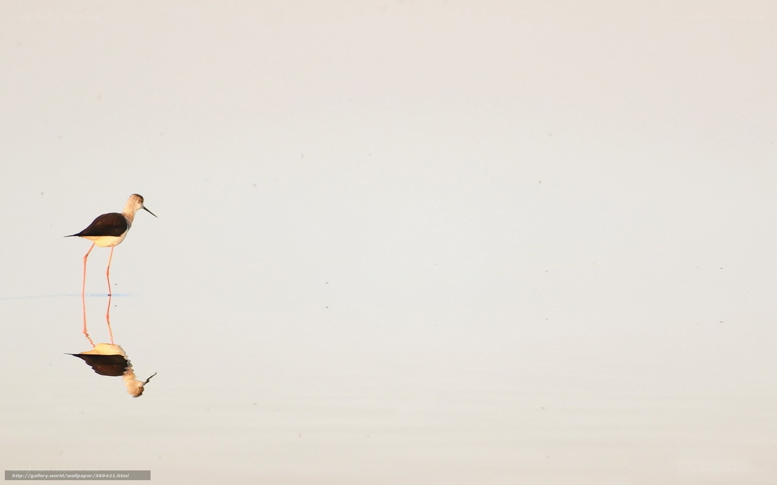 Bird standing in shallow water